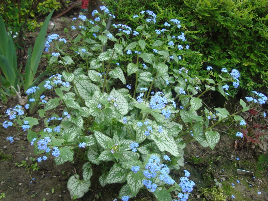 Бруннера крупнолистная Незабудочник