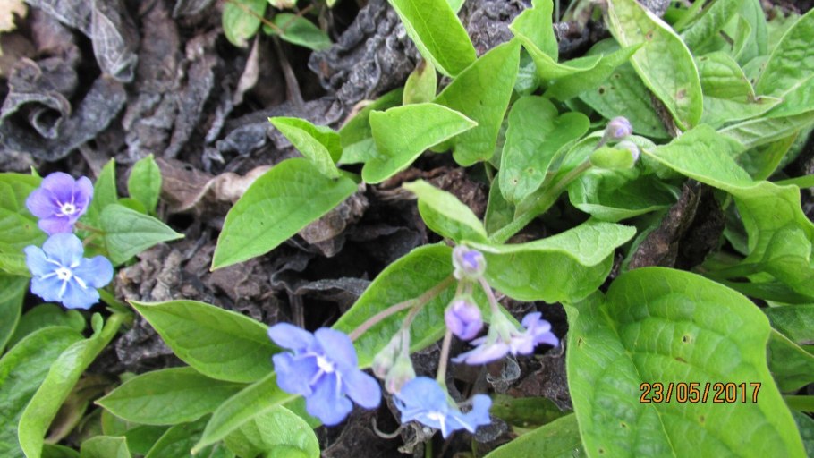 Omphalodes cappadocica
