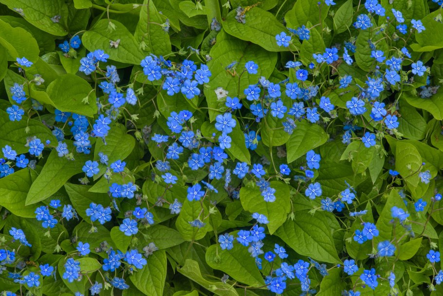 Пупочник весенний (Омфалодес)