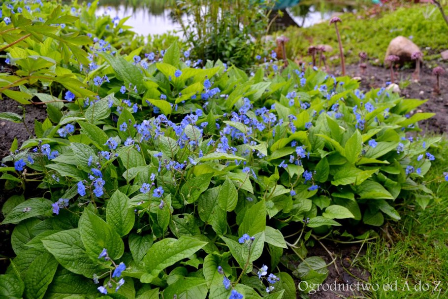 Пупочник Каппадокийский