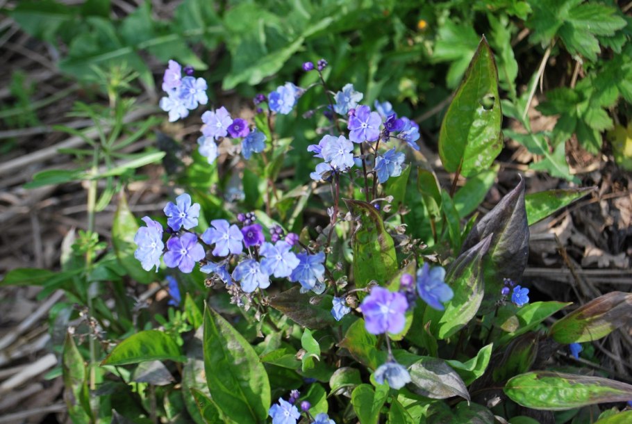 Omphalodes Verna 'Alba'