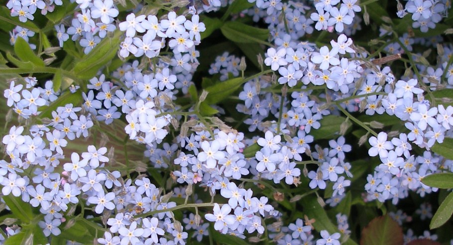 Незабудка Myosotis Myomark