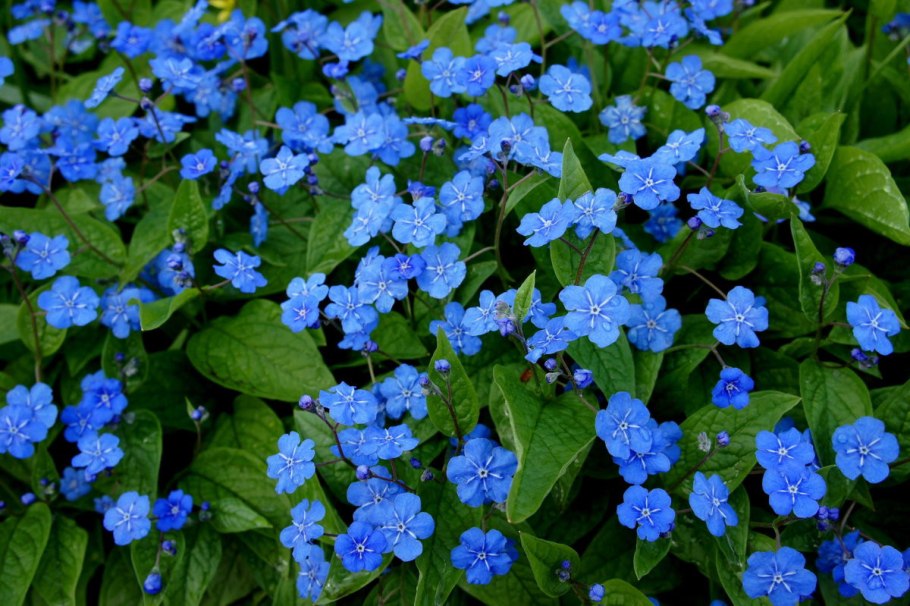 Омфалодес весенний (Пупочник) (omphalodes Verna)