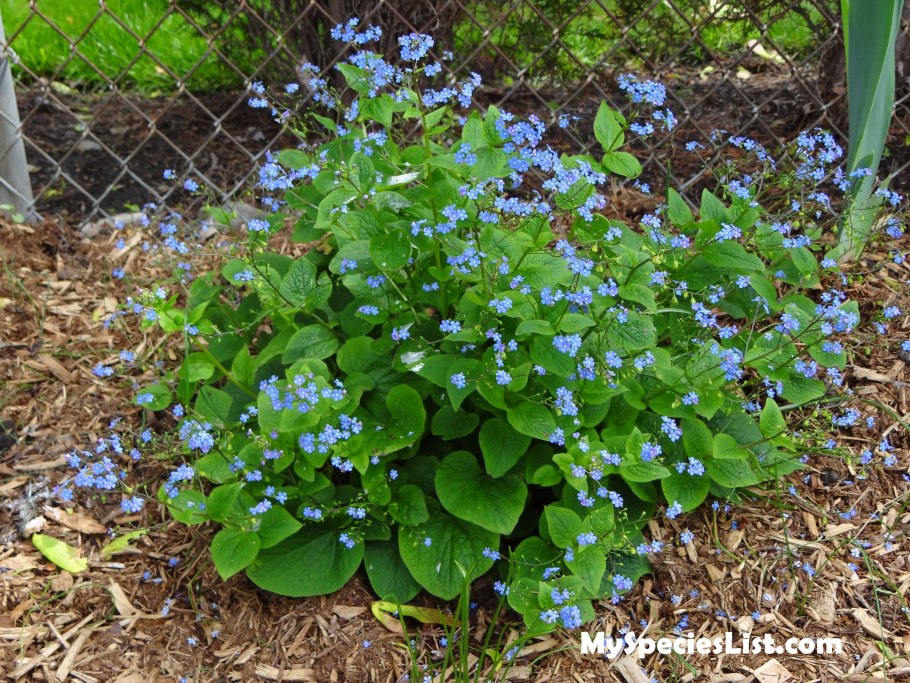 Пупочник (omphalodes) Starry Eyes