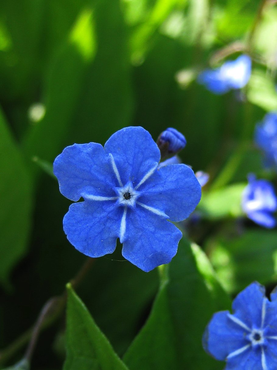 Пупочник ползучий