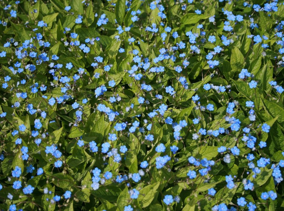 Пупочник omphalodes verna