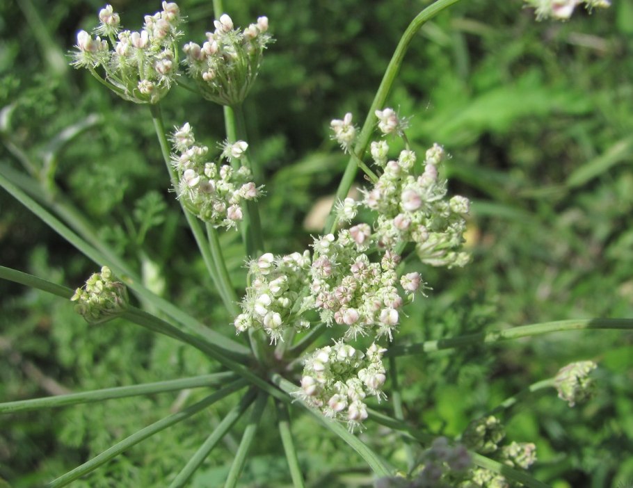 Astrodaucus orientalis