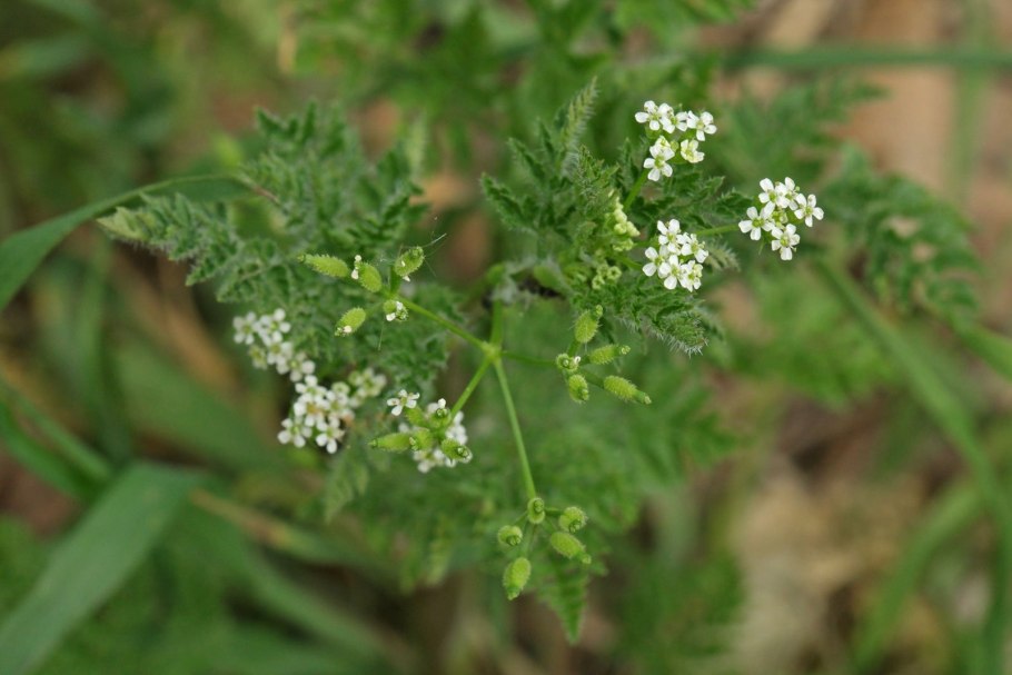 Морковница Прибрежная