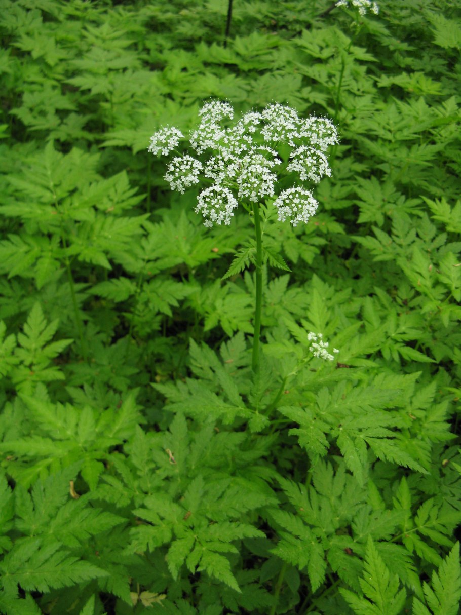 Растения Дагестана