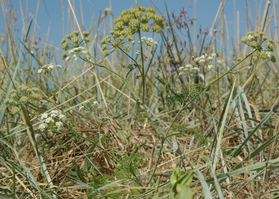 Caucalis platycarpos
