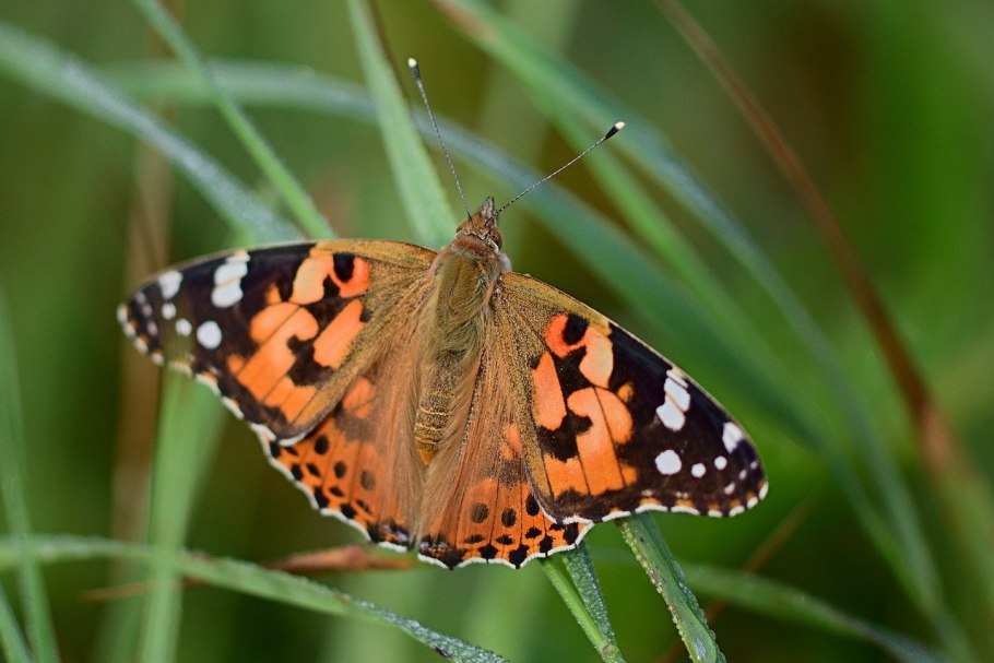 Прицепник (зонтичные)