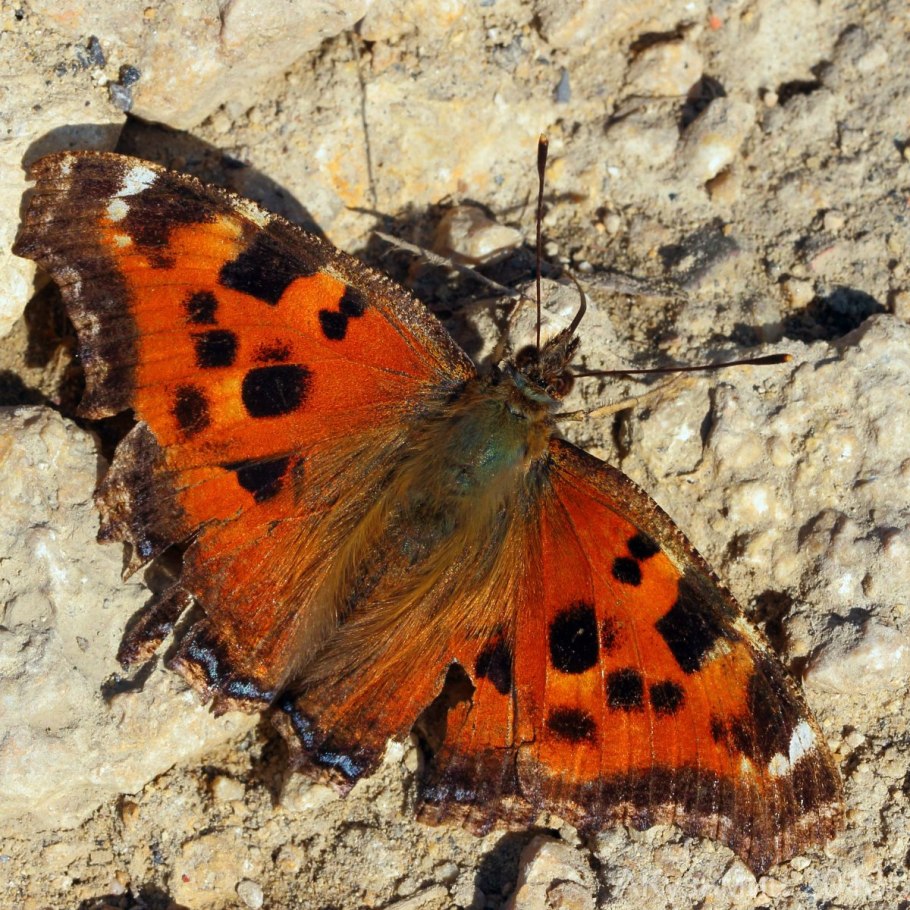 Морковница рецепт