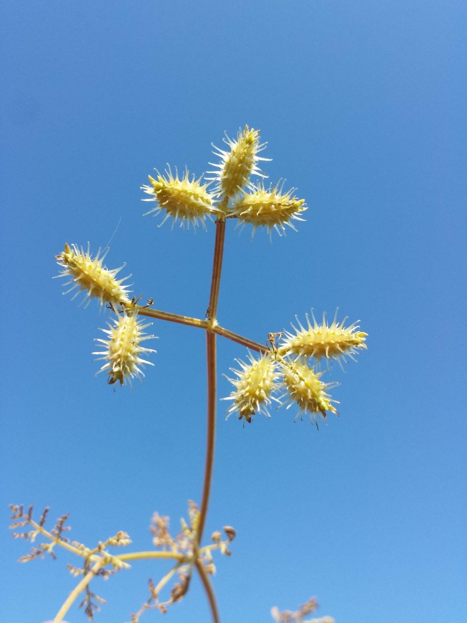 Синеголовник Альпийский гербарий
