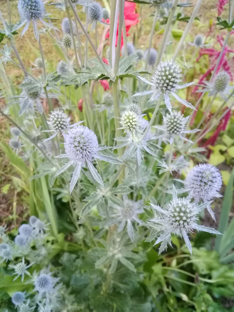 Лук-порей Ланцелот f1 50шт