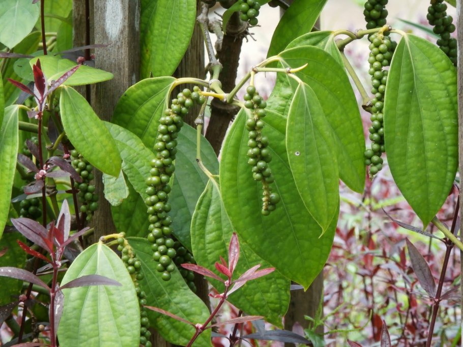 Перец шинус фисташковый