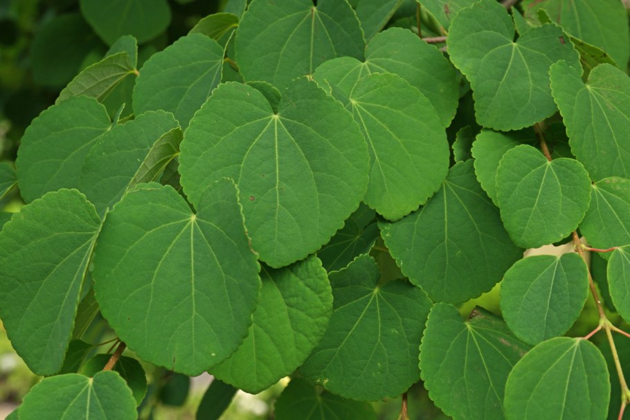 Cercidiphyllum japonicum багряник японский