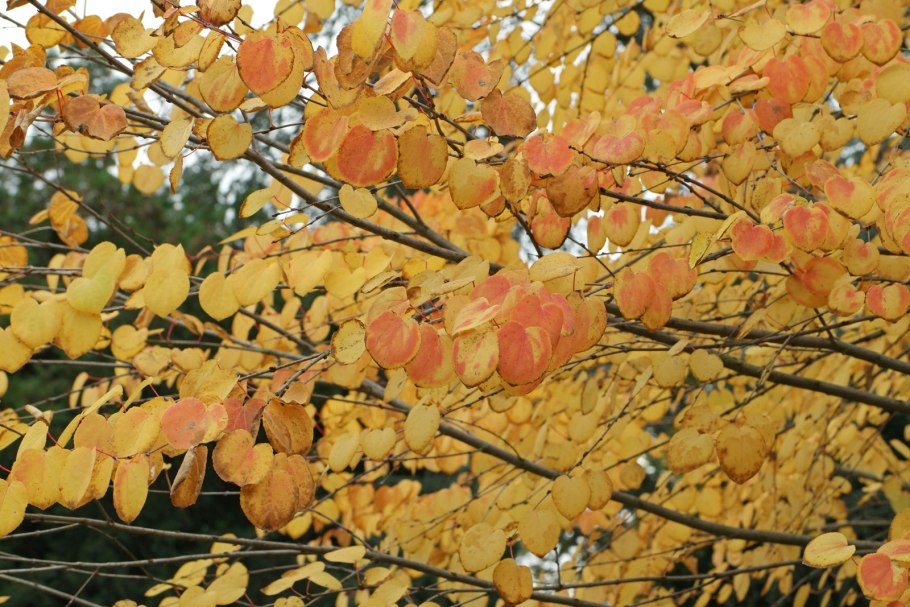 Багряник величественный