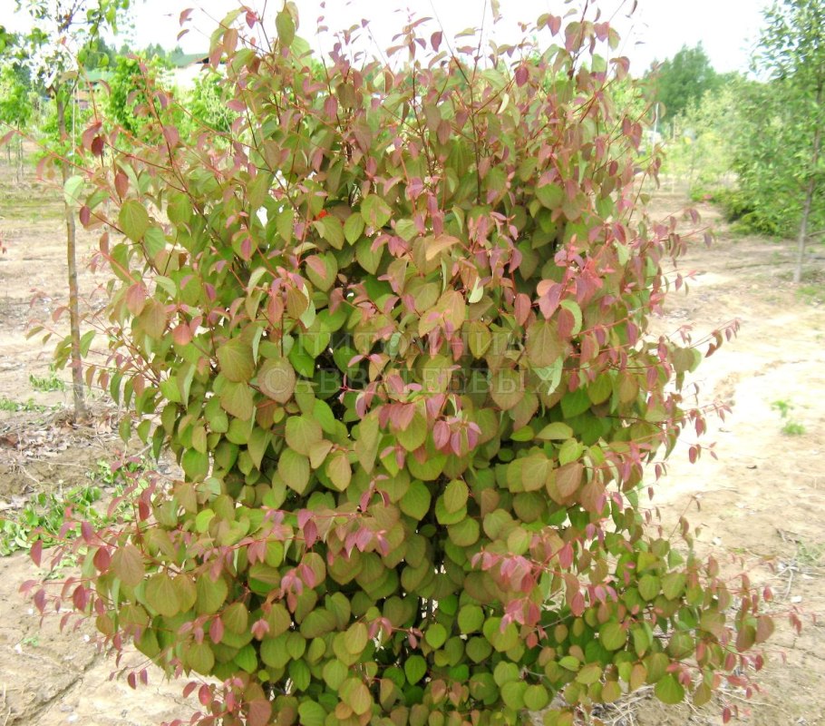 Cercidiphyllum japonicum багряник японский