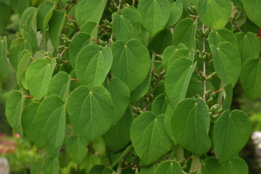 Cercidiphyllum japonicum (Церцидифиллум)