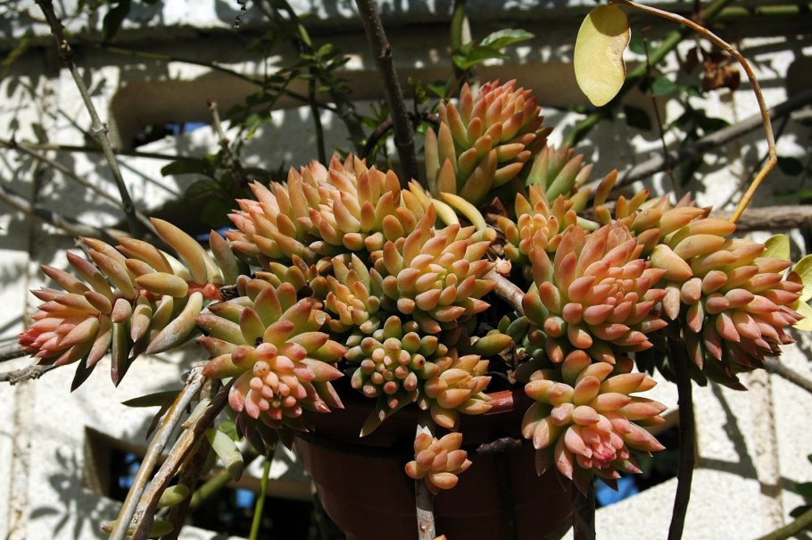Птеридофиллум Pteridophyllum