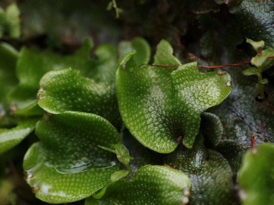 Лох узколистный Ангустифолия