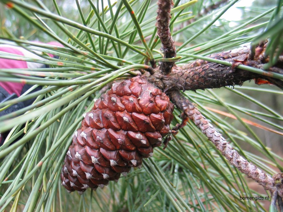 Сосна Приморская шишки