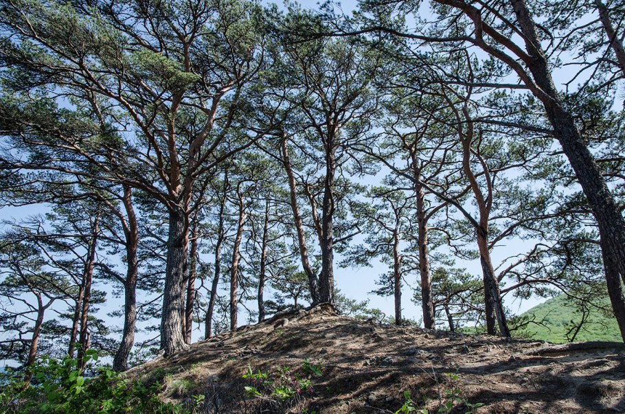 Приморская сосна Pinus pinaster