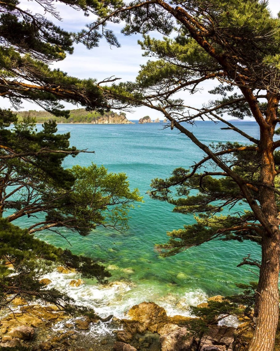 Сосна Приморская и звездчатая