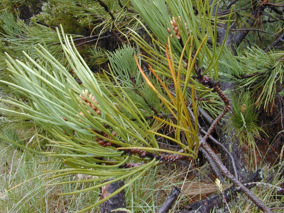 Маргеловская сосна