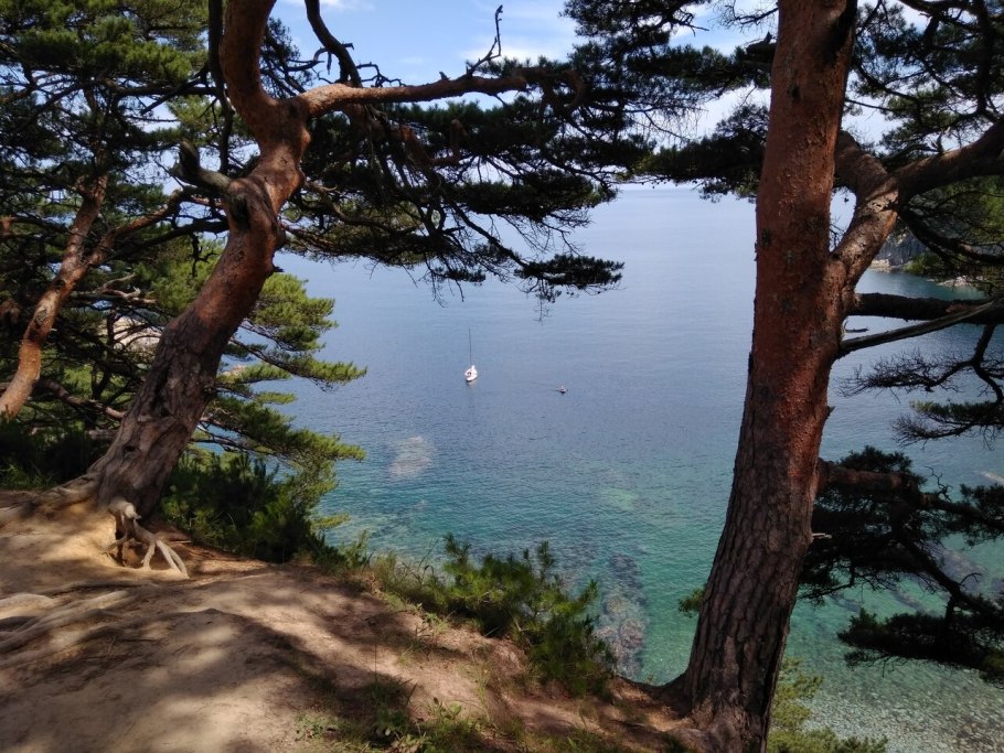 Корейская Могильная сосна