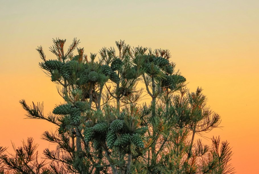 Парк с пиниями