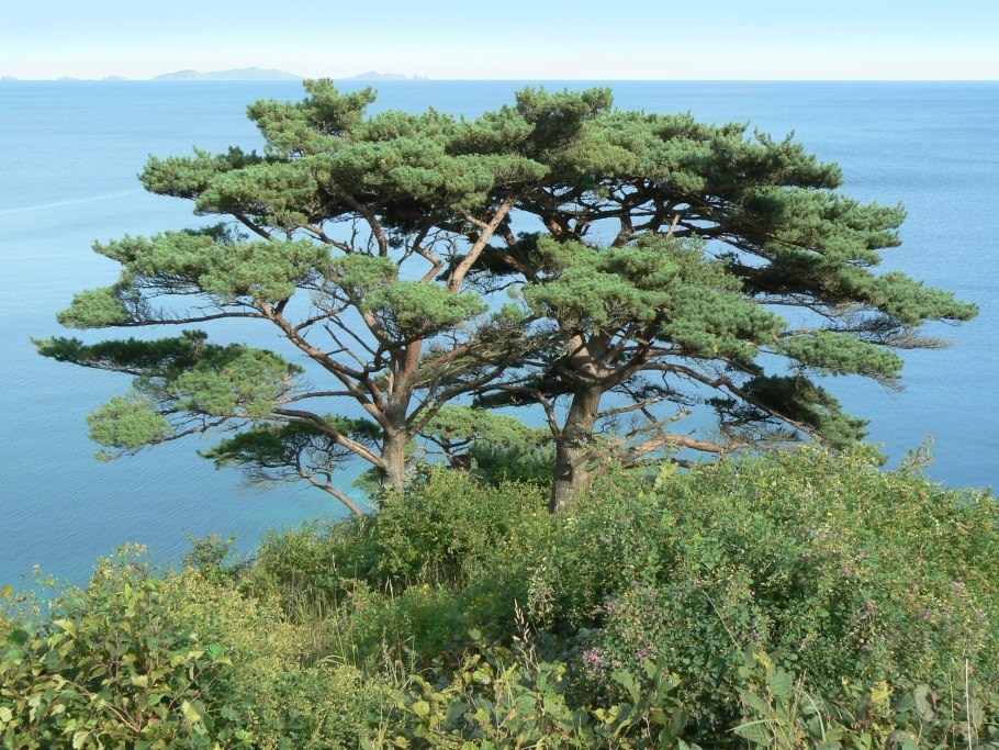 Сосна Приморский дерево