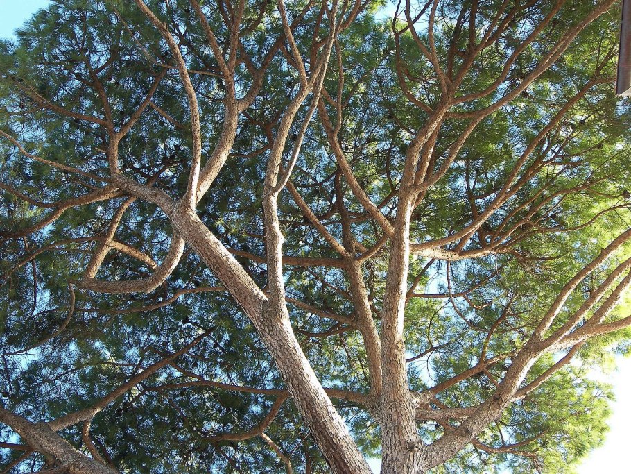 Pinus nigra 'maritima'