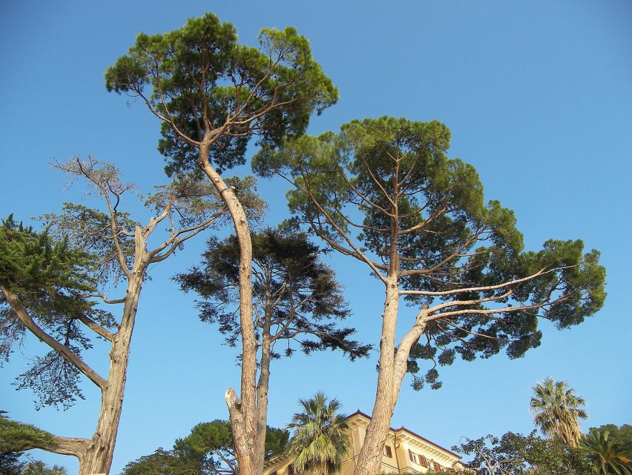 Pinus pinaster кора