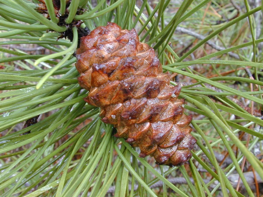 Сосна Кедровая корейская (Pinus koraiensis)