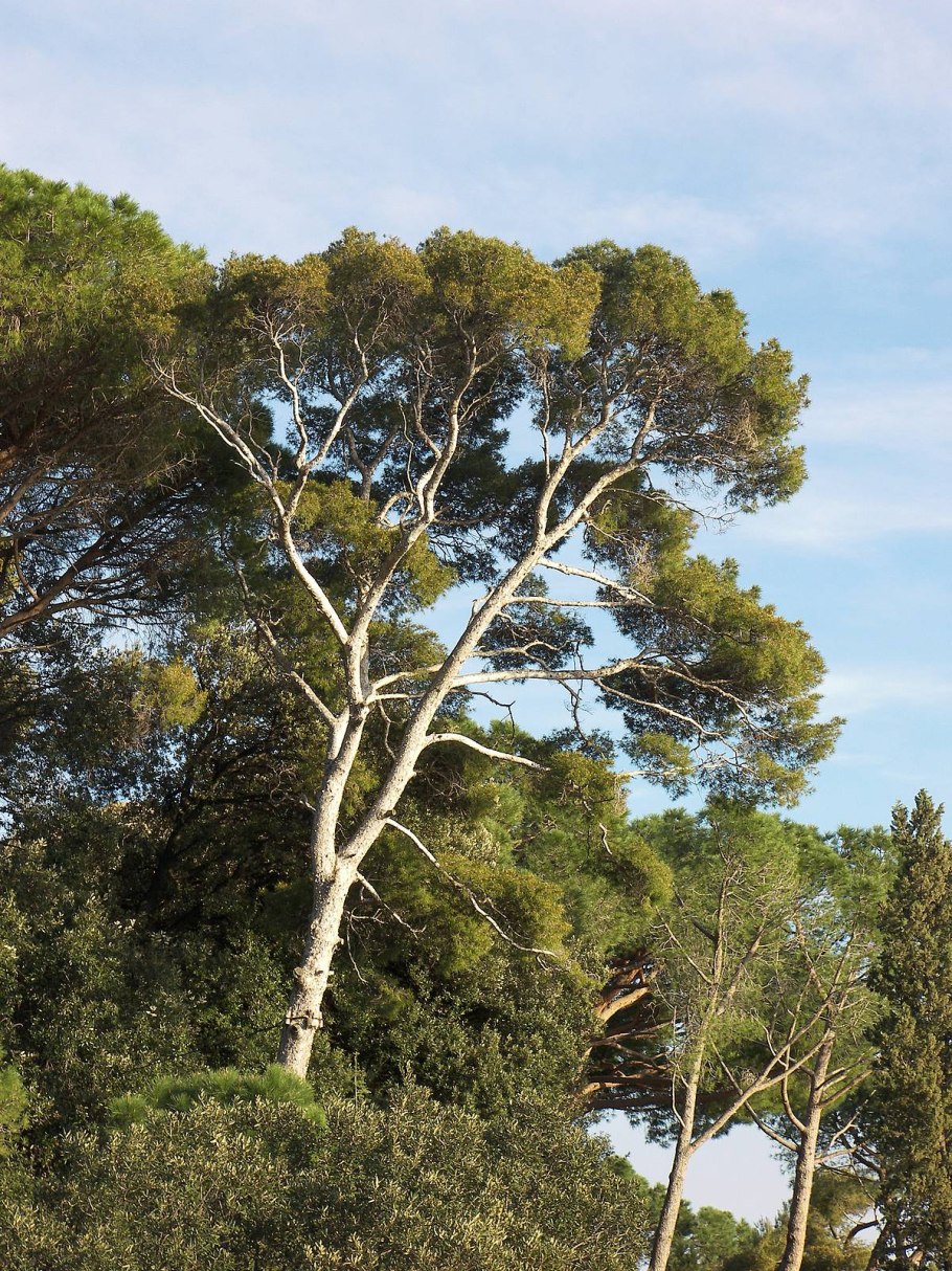 Сосна густоцветковая Ханкайского заповедника