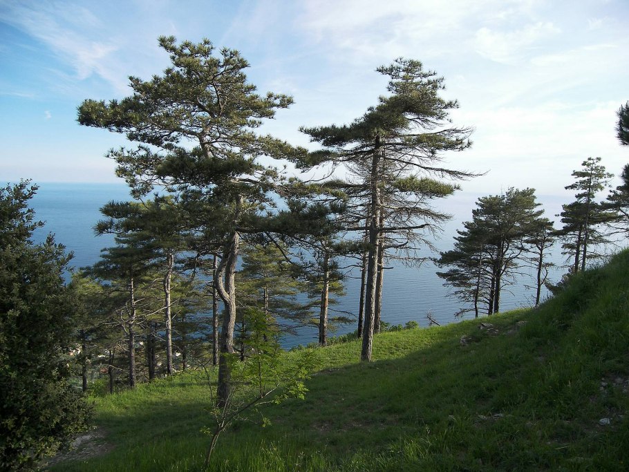 Приморская сосна Северной Америки