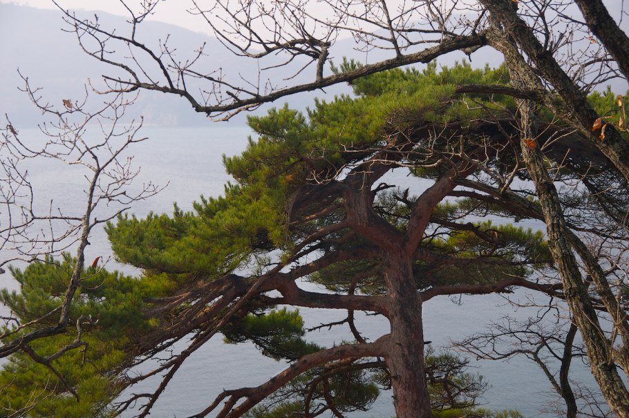 Могильная сосна приморский край