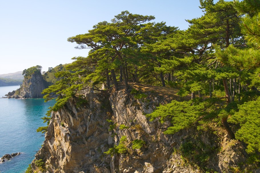 Сосна Pinus pinaster