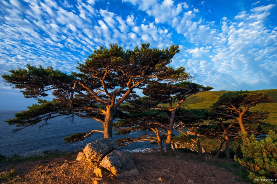 Сосна Приморская Pinaceae Pinus pinaster