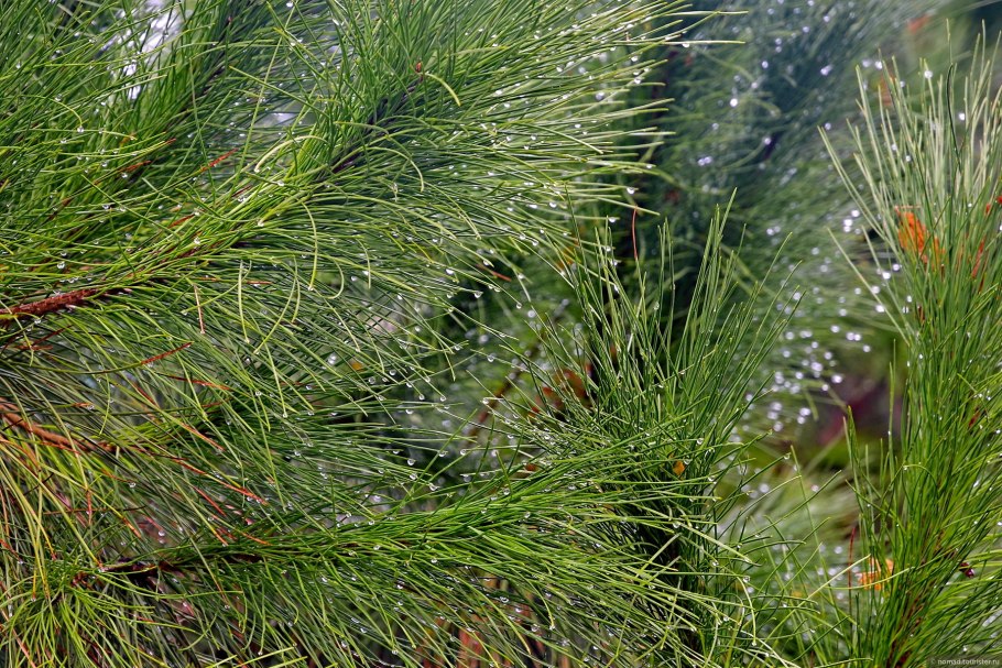 Сосна Приморская в Сочи