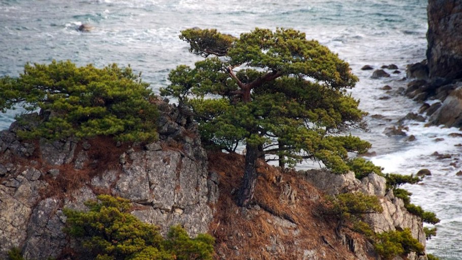 Сосна Приморская шишка