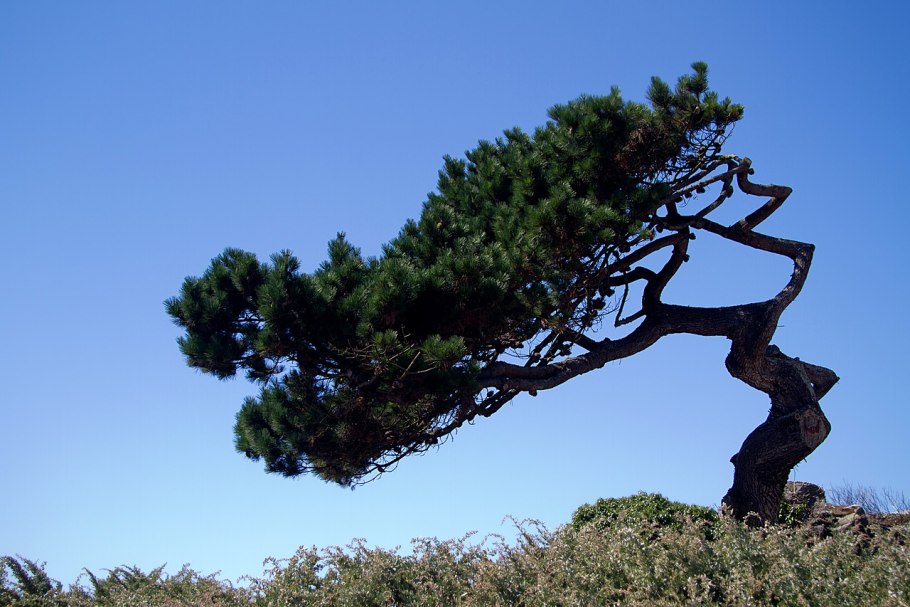 Pinus pinea шишка