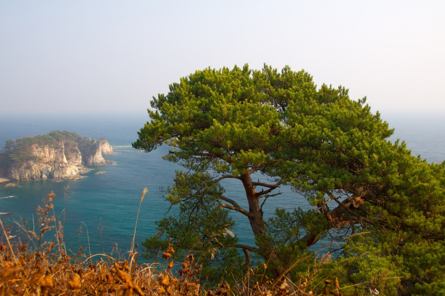 Кедр Дальневосточный дерево