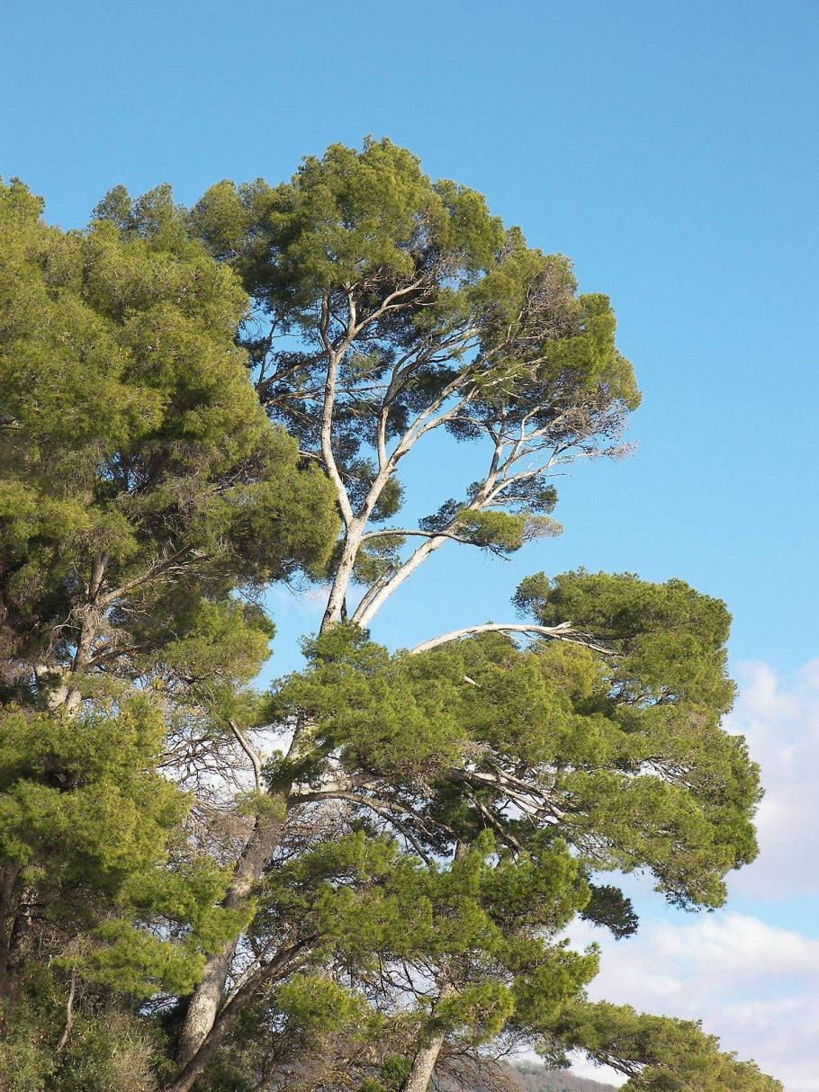 Сосна зонтичная - pinus pine