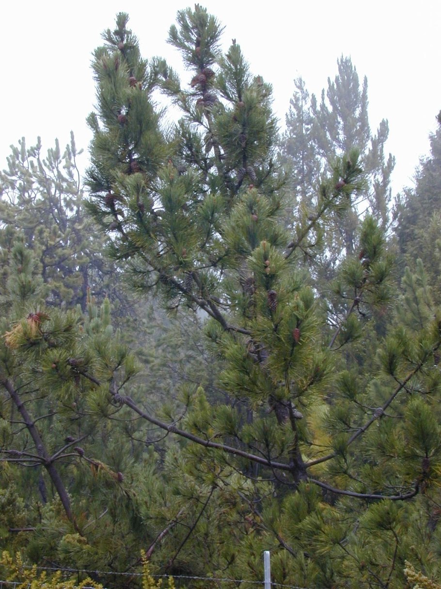 Pinus squamata