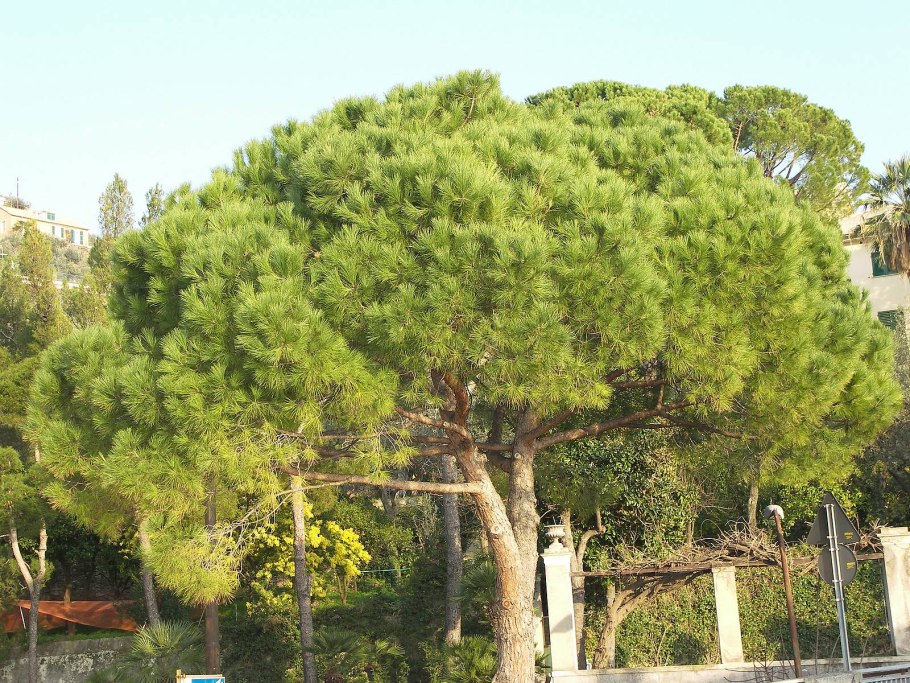 Сосна Приморская шишка