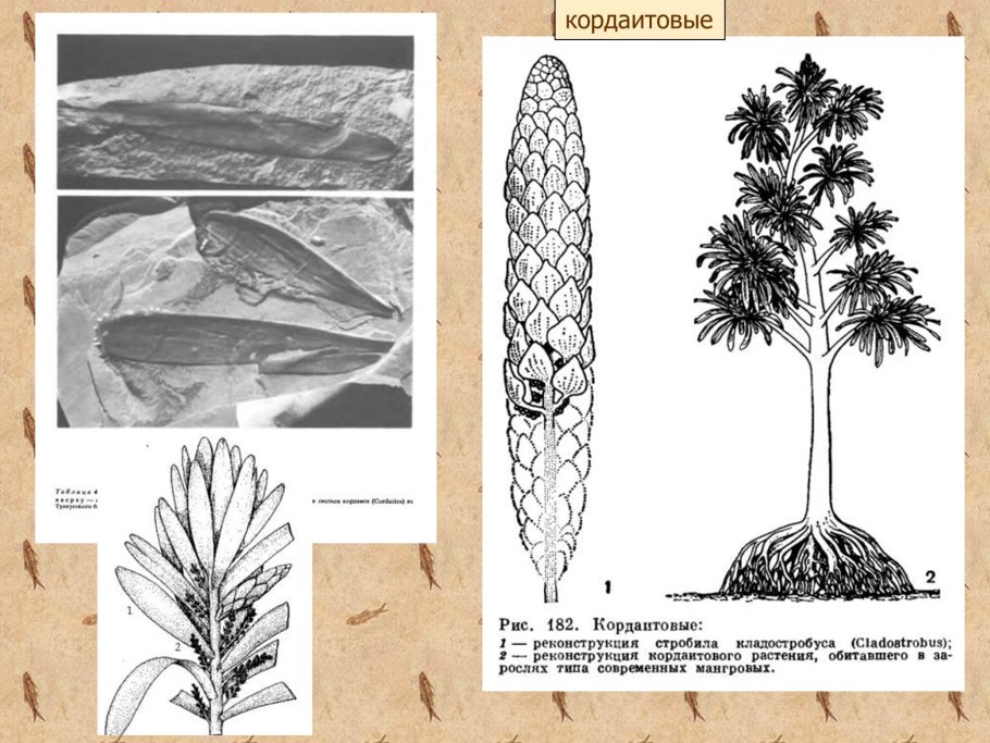 Кордаиты вымершие растения