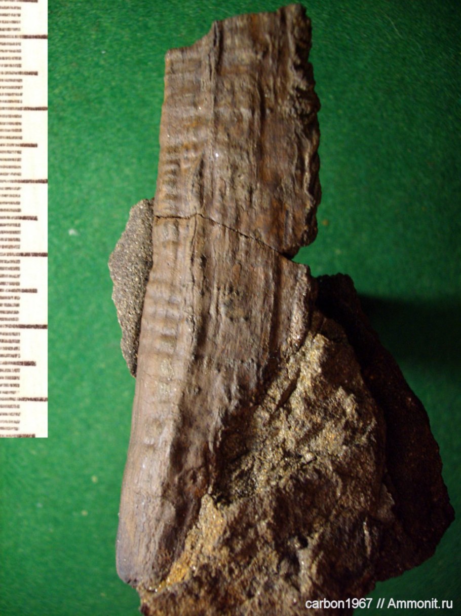 Cordaites отдел