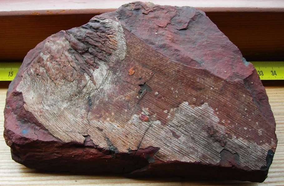 Кордаиты окаменелости